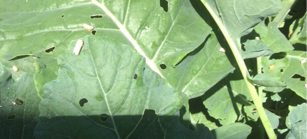 Slugs Snails Or Chewing Insects