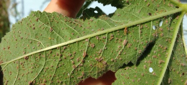 Scale Insects Severe Infestation