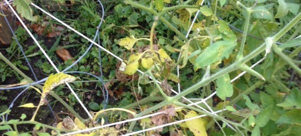 Tomatoes  End Of Season Decline