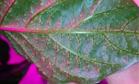 Spider Mites