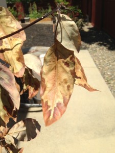 Avocado Stem  Leaf Death