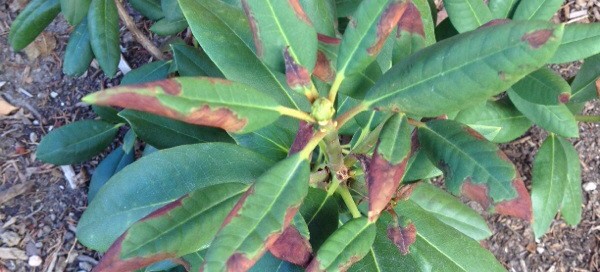 Leaf Burn On Rhododendron