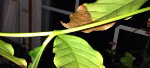 Brown Tips On Houseplant