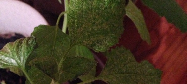 Spider Mites