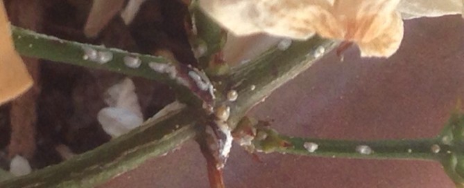 Scale Insects