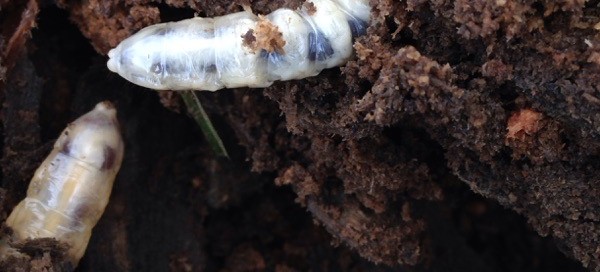 Beetle Grubs In Soil