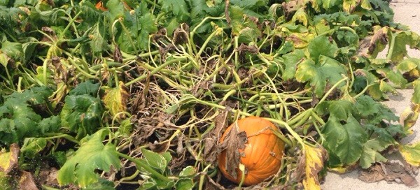 Squash Bugs Or Squash Vine Borers