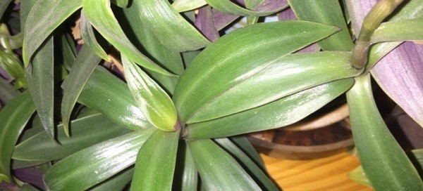 Moses In A Basket Oyster Plant