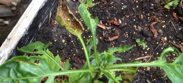 Slugs Snails Or Chewing Insects