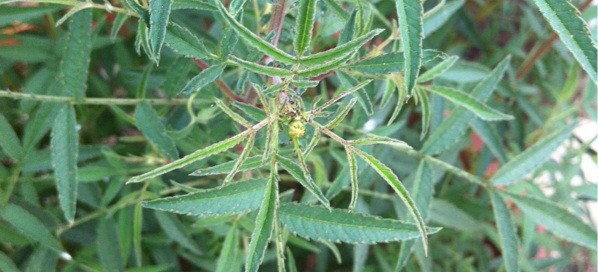 Mexican Marigold