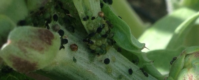 Parasitized Aphids