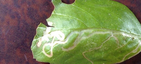 Leaf Miners