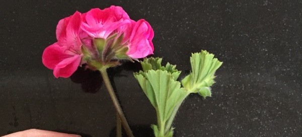 Zonal Geranium