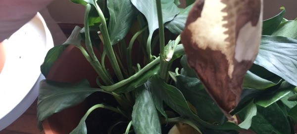 Peace Lily Problem