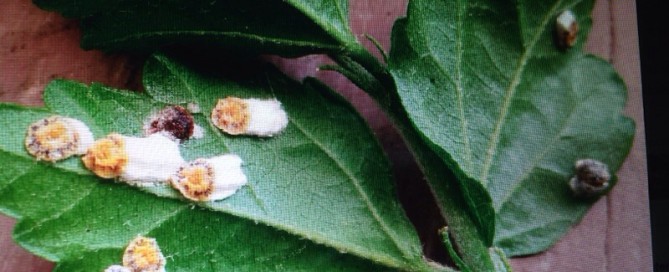 Scale Insects On Hibiscus