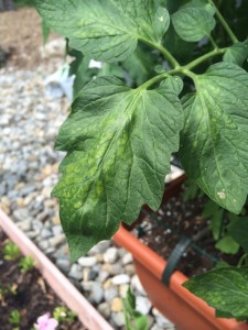 Tomato Nutrient Deficiency