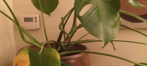 Philodendron Problem