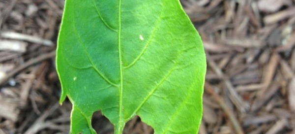 Beetle Damage Or Leaf Spot