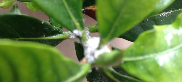 Scale Insects