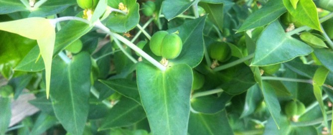 Carnation Spurge False Caper