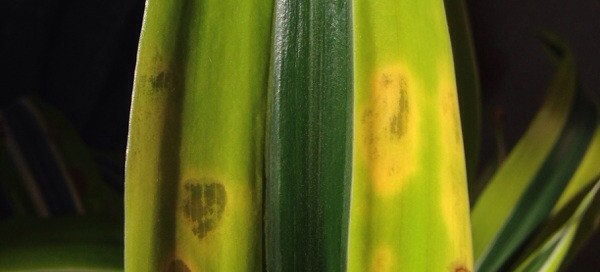 Leaf Spot Or Fluoridechlorinesalts