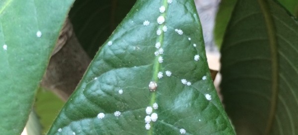 Scale Insects