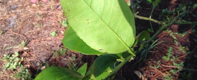 Spider Mites