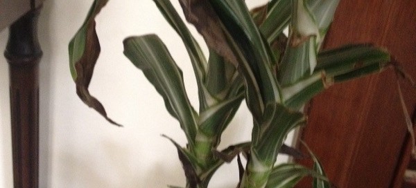 Dracaena Problem