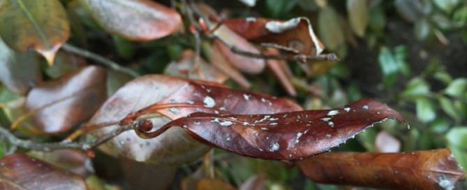 Winter Damage On Camellia