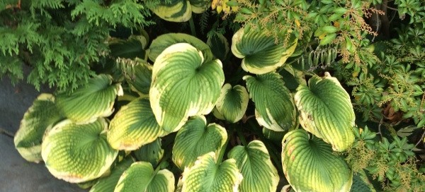 Hosta Tattered Edges