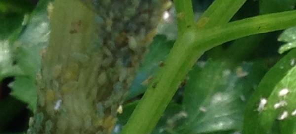 Aphids On Leafy Vegetables