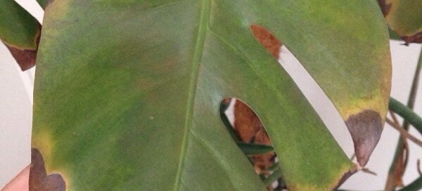 Splitleaf Philodendron Problem