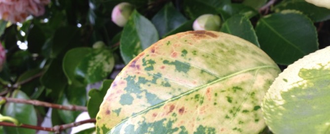 Yellowing Camellia Foliage