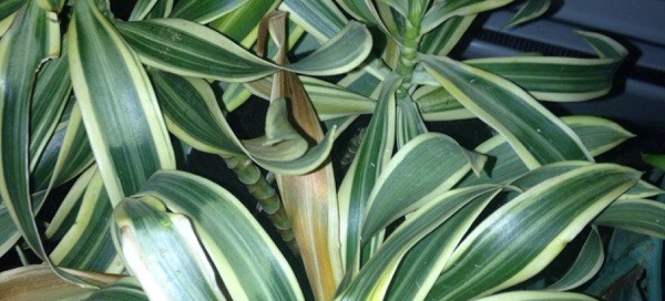 Browning On Houseplant Leaves