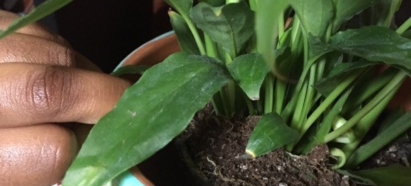 Brown Tips On Houseplant