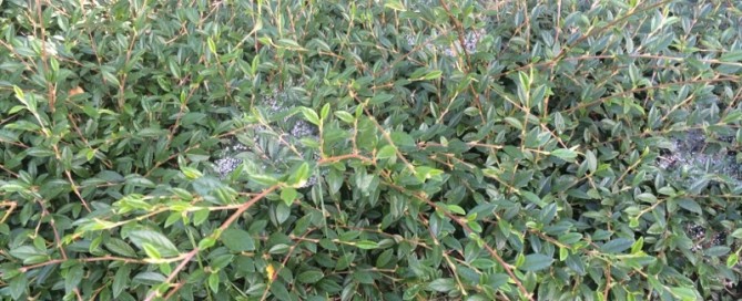 Willowleaf Cotoneaster