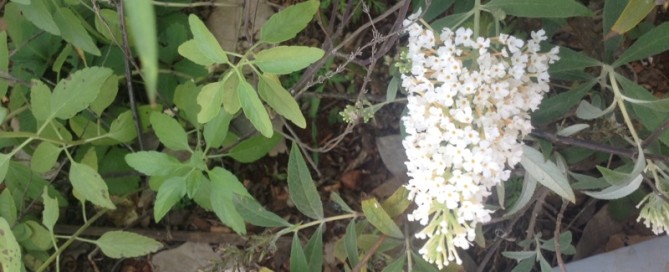 Butterfly Bush