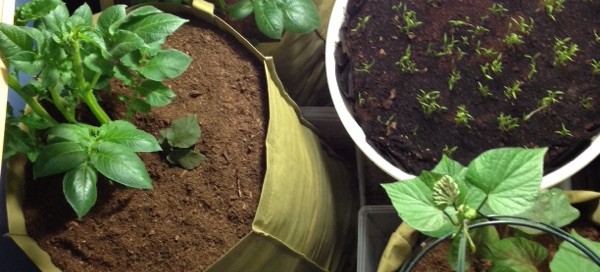 Aphids On Leafy Vegetables