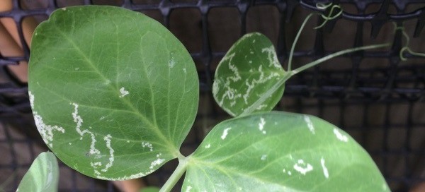 Leaf Miner