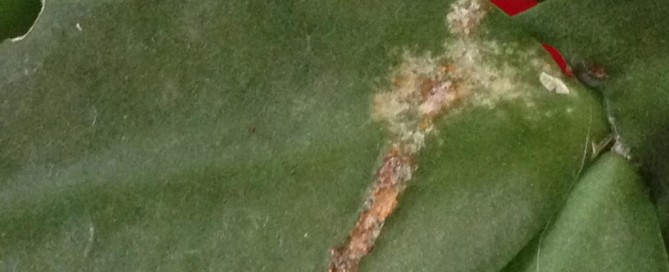 Edema On Schlumbergera