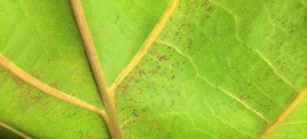 Spider Mites