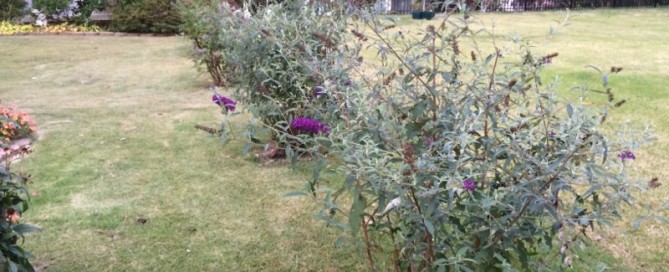 Butterfly Bush