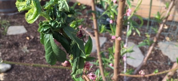 Peach Tree Issues