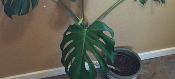 Splitleaf Philodendron