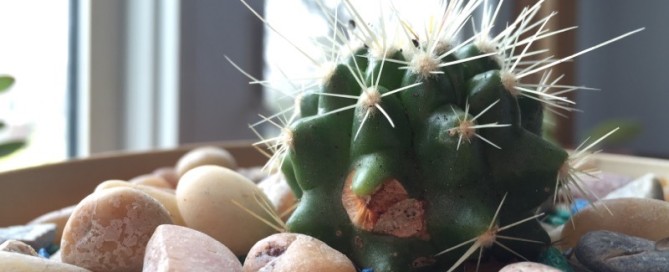 Golden Barrel Cactus