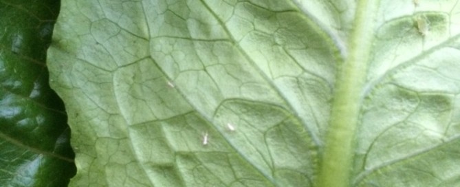 Aphids On Leafy Vegetables