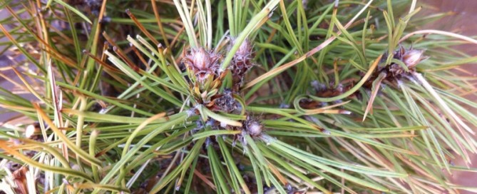 Austrian Pines Dying