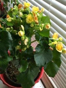 Rieger Begonia