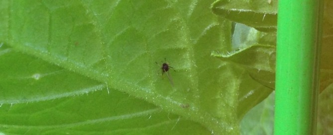 Aphids