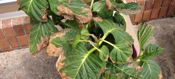 Leaf Spot Or Fluoridechlorinesalts